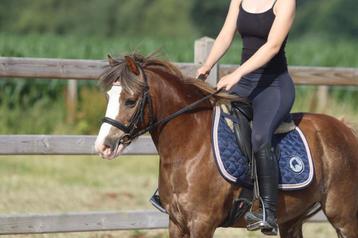 Ben – een knappe pony met de wow-factor! beschikbaar voor biedingen