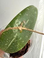 Hoya NOID (splashy leaves), Ophalen of Verzenden, Overige soorten, Minder dan 100 cm