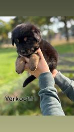 Berner sennen kruising pups, 8 tot 15 weken, Groot, Meerdere, Meerdere dieren
