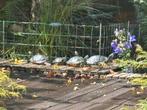 Schildpadden opvang, Tuin en Terras, Ophalen of Verzenden, Zo goed als nieuw