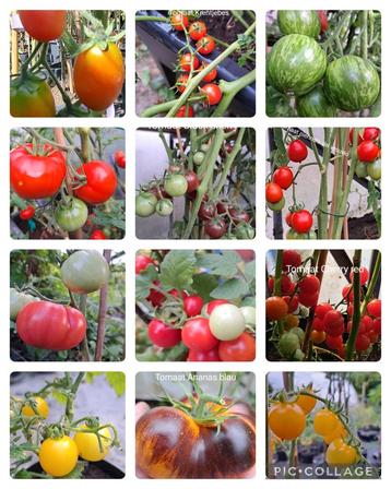 Tomaten zadenpakket groot  12  soorten beschikbaar voor biedingen