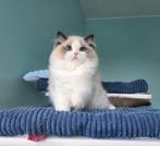 Ragdoll, Dieren en Toebehoren, Katten en Kittens | Raskatten | Langhaar, Kater, Gechipt, 0 tot 2 jaar