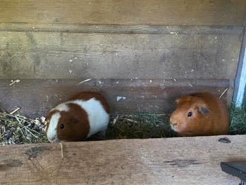 Cavia mannetjes! beschikbaar voor biedingen