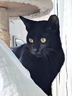 Nog 1 zeer lief meisjes kitten gesteril./ingeent/chip/7,5md, Dieren en Toebehoren, Katten en Kittens | Overige Katten, Poes, Kortharig