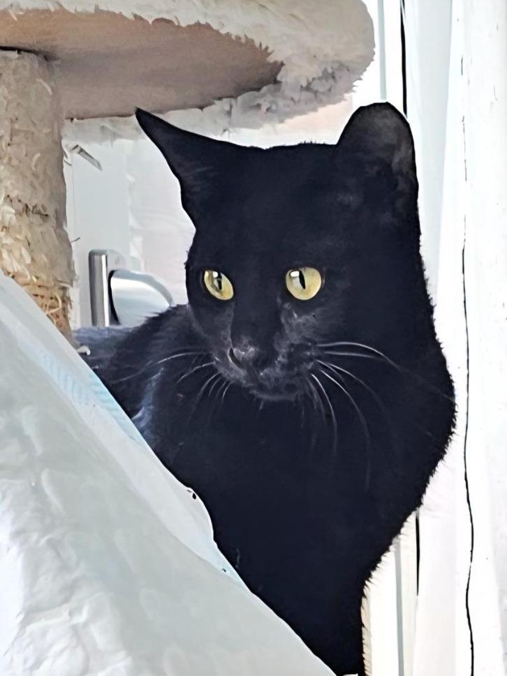 Nog 1 zeer lief meisjes kitten gesteril./ingeent/chip/7,5md, Dieren en Toebehoren, Katten en Kittens | Overige Katten, Kortharig