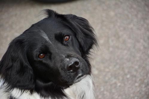 DEKREU Friese Stabij, Dieren en Toebehoren, Honden | Dekreuen, Reu, Particulier, Eén hond, Nederland, 3 tot 5 jaar, Rabiës (hondsdolheid)