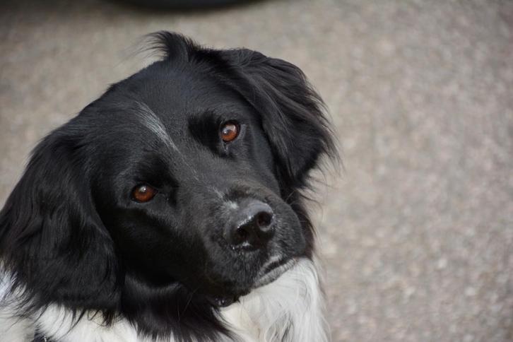 DEKREU Friese Stabij, Dieren en Toebehoren, Honden | Dekreuen, Reu, Particulier, Eén hond, Nederland, 3 tot 5 jaar, Rabiës (hondsdolheid)