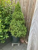 Denneboompje, Tuin en Terras, Planten | Bomen, Ophalen, Overige soorten, 100 tot 250 cm