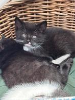 Kittens 8 weken, Dieren en Toebehoren, Katten en Kittens | Dekkaters