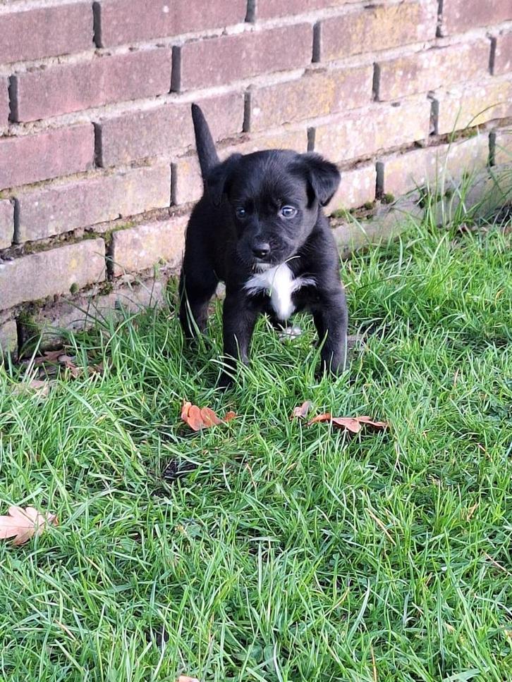 Prachtige speelse lieve x labrador/kooiker, Dieren en Toebehoren, Honden | Retrievers, Spaniëls en Waterhonden, Meerdere dieren