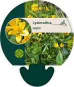 Lysimachia vulgaris Grote wederik vlinder en bij lokkend, Volle zon, Vaste plant, Ophalen of Verzenden, Zomer