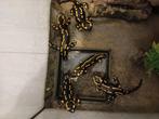 5 volwassen Vuursalamanders, Amfibie, Met terrarium, 3 tot 6 jaar