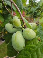 Asimina triloba / pawpaw boom / eetbare vruchten ‼️‼️, Lente, 250 tot 400 cm, Ophalen, Volle zon
