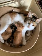 kitten, Dieren en Toebehoren, Katten en Kittens | Raskatten | Korthaar, Meerdere dieren, 0 tot 2 jaar, Ontwormd