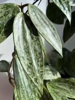 Hoya Rangsan 'Star of Borneo' Stekjes, Huis en Inrichting, Kamerplanten, Ophalen, Halfschaduw, Minder dan 100 cm
