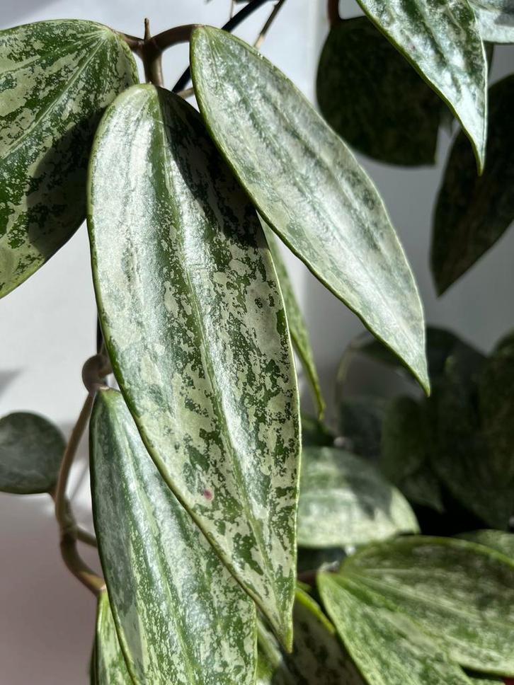 Hoya Rangsan 'Star of Borneo' Stekjes, Huis en Inrichting, Kamerplanten, Minder dan 100 cm, Halfschaduw, Ophalen