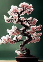 Japanse Sakura zaadjes, Ophalen of Verzenden