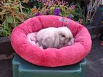 Prachtig Mini Lop konijntje, Geslacht onbekend, Klein, Hangoor, 0 tot 2 jaar