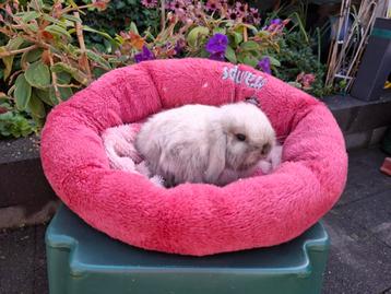 Prachtig Mini Lop konijntje beschikbaar voor biedingen