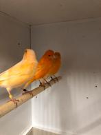 Oranje/rode kanaries, Dieren en Toebehoren, Vogels | Kanaries, Meerdere dieren, Kleurkanarie