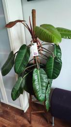 Philodendron prince of orange, Huis en Inrichting, Kamerplanten, Ophalen