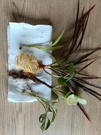 Stekjes gratis ophalen, Tuin en Terras, Bloembollen en Zaden, Ophalen, Voorjaar, Volle zon, Knol