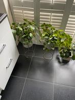 Drie mooie pannekoeksplanten, Ophalen