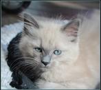 prachtige raszuivere ragdoll kittens: blue mink, lynx, sepia, Meerdere dieren, Gechipt, 0 tot 2 jaar