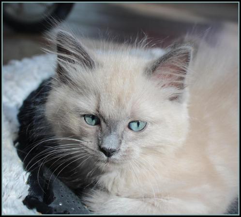 prachtige raszuivere ragdoll kittens: blue mink, lynx, sepia, Dieren en Toebehoren, Katten en Kittens | Raskatten | Langhaar, Meerdere dieren