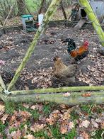 2 kippen en een mooi haantje, Dieren en Toebehoren, Pluimvee, Meerdere dieren, Kip