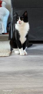 Lieve 5 maanden oude kitten, Kater, Kortharig, 0 tot 2 jaar
