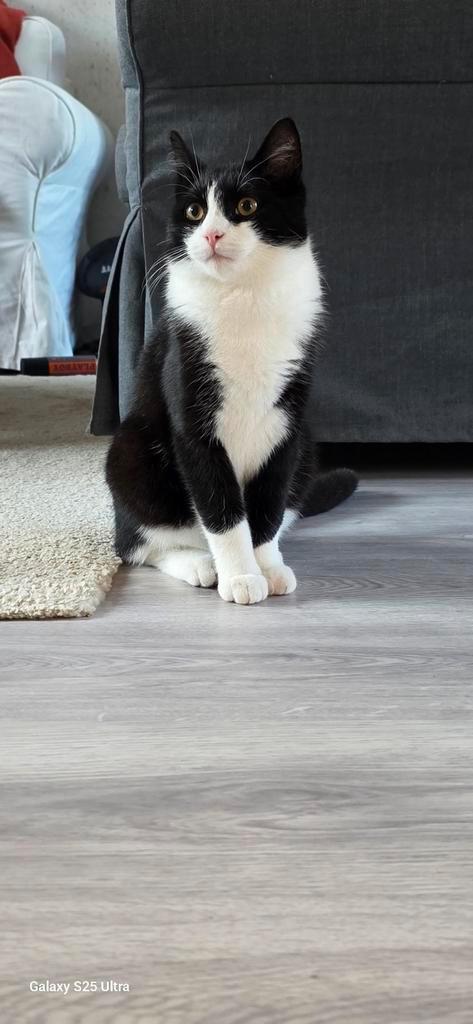 Lieve 5 maanden oude kitten, Dieren en Toebehoren, Katten en Kittens | Overige Katten, Kortharig, Kater, 0 tot 2 jaar