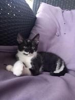 Kittens, Dieren en Toebehoren, Katten en Kittens | Overige Katten