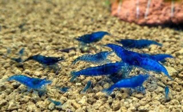 Blue dreams, Kreeft, Krab of Garnaal, Zoetwatervis, Schoolvis