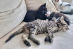 Nestje van 3 lieve kittens te koop, Meerdere dieren, Kortharig, 0 tot 2 jaar