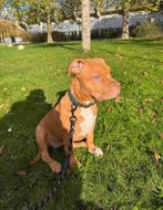 American Bully xl puppy met stamboom (teefje), Dieren en Toebehoren, Honden | Dekreuen, Rabiës (hondsdolheid), 15 weken tot 1 jaar