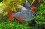 Hyphessobrycon Columbianus - Colombia Tetra, Dieren en Toebehoren, Vissen | Aquariumvissen, Zoetwatervis, Vis