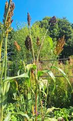 Sorghum bicolor zaden, kafferkoren, Ophalen of Verzenden, Minder dan 100 cm, Overige soorten, Lente