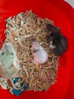 3 super lieve dames rittens, Dieren en Toebehoren, Knaagdieren, Rat, December, Vrouwelijk, Tam