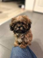 Boomer pup 13 weken, Dieren en Toebehoren, Honden | Chihuahua's en Gezelschapshonden, Overige rassen, CDV (hondenziekte), 8 tot 15 weken