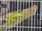 Parkieten, Dieren en Toebehoren, Vogels | Parkieten en Papegaaien, Meerdere dieren, Parkiet, Geringd
