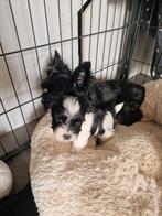Yorkshire terrier mini xxs, Dieren en Toebehoren, CDV (hondenziekte), Particulier, Meerdere, 8 tot 15 weken