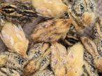 Te koop Japanse jumbo kwartels, Dieren en Toebehoren, Meerdere dieren, Overige soorten