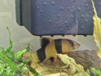 Clownbotia 10 cm, Dieren en Toebehoren, Vissen | Aquariumvissen, Vis, Zoetwatervis