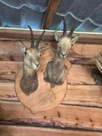 Hertenkopjes, Ophalen, Gebruikt, Hert, Opgezet dier