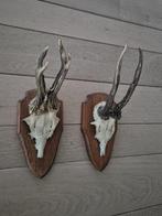 2 Mooie Ree Geweien samen € 19 Mancave Jacht Landelijk c33, Ophalen of Verzenden, Hert, Gewei of Kop