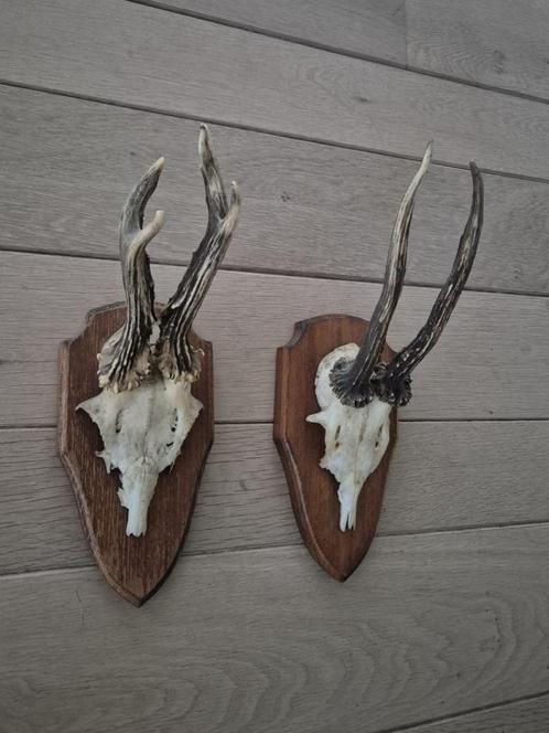 2 Mooie Ree Geweien samen € 19 Mancave Jacht Landelijk c33, Verzamelen, Dierenverzamelingen, Gewei of Kop, Hert, Ophalen of Verzenden