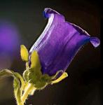 Zaden Marietteklokje - Campanula medium 'Dark blue, Verzenden, Zomer, Overige soorten, Halfschaduw