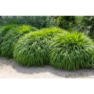 Japans berggras (Hakonechloa macra) Siergras, groter dan P9 beschikbaar voor biedingen