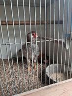 2 x auracana kriel haan bolstaart, Mannelijk, Kip